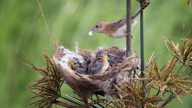 A bird giving food to the little birds in a nest