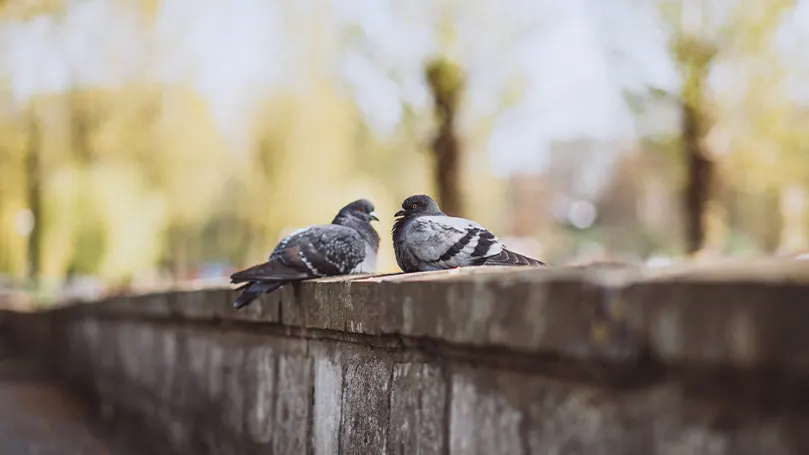 two pigeons next to each other