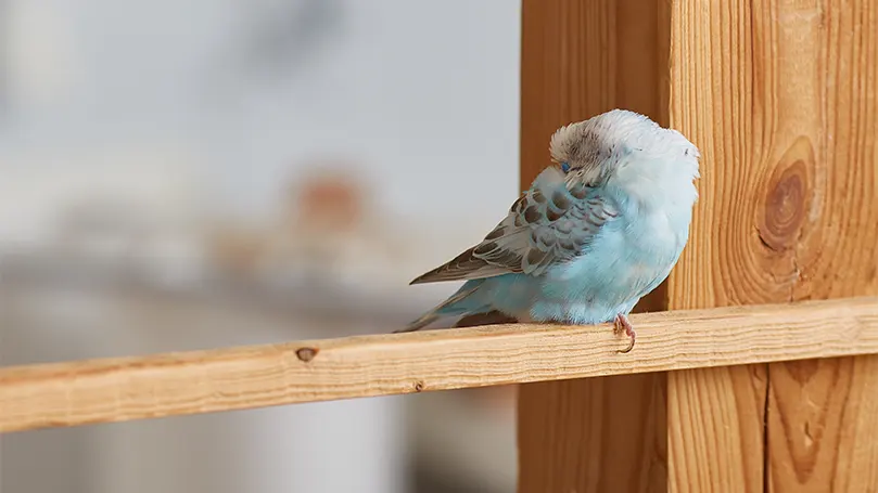 a small parrot standing on a wooden plank