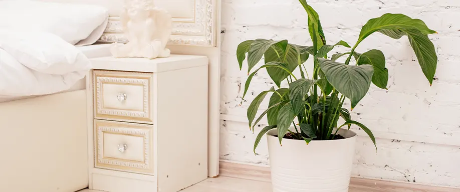 best-bedroom-plants-fi