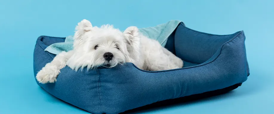 best-dog-beds-fi